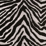 Plains Zebra