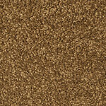 Ground Nutmeg - Cotton Club