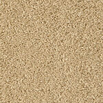 Crusty Bagel - Cotton Club