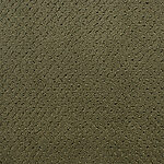 Rain Forest - Power Point