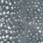 Mara River - Habitat