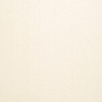 Conch Shell - St. Croix